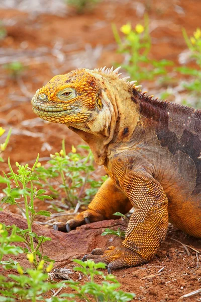 Galapagos landleguaan op North Seymour island, Galapagos National — Stockfoto