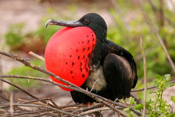 Macho Magnífico Frigatebird con saco gular inflado en North Se — Foto de Stock