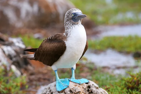 Blaufußtölpel auf Nordseymour-Insel, Galapagos-Nationalpark — Stockfoto