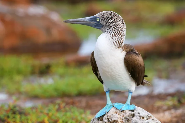 Booby dai piedi blu sull'isola di North Seymour, Galapagos National Pa — Foto Stock