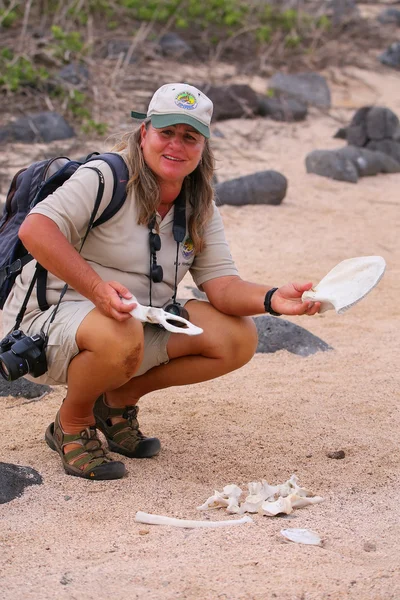 SEYMOR DEL NORTE, ECUADOR - 19 DE ABRIL: Mujer naturalista no identificada muestra esqueleto animal el 19 de abril de 2015 en Seymour Norte en el Parque Nacional Galápagos, Ecuador. Este parque es Patrimonio de la Humanidad por la UNESCO —  Fotos de Stock