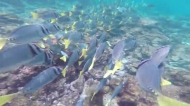 Galapagos Milli Parkı, Ekvator okul Sarı kuyruklu Surgeonfish (Prionurus laticlavius)