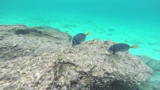 Surgeonfish de cauda amarela (Prionurus laticlavius) alimentando-se no Parque Nacional de Galápagos, Equador — Vídeo de Stock