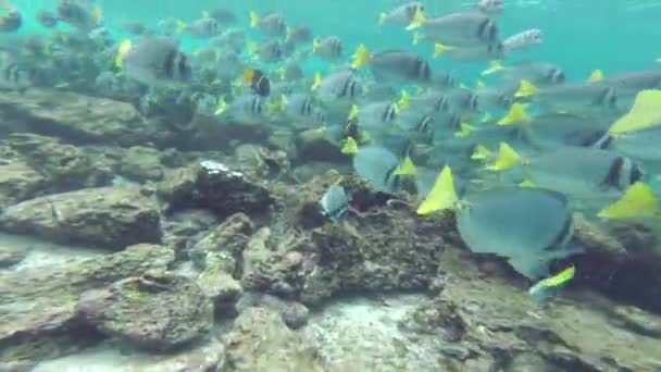 갈라파고스 국립공원, 에콰도르의 학교의 노란 꼬리 Surgeonfish (Prionurus laticlavius) — 비디오