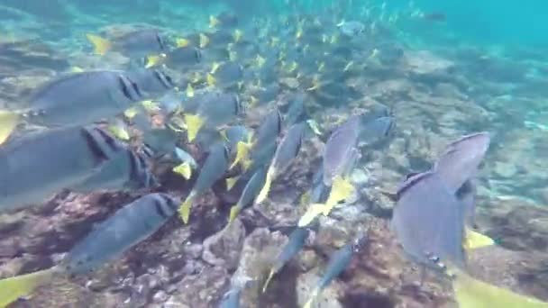 Skolan av gul-tailed kirurgfisk (Prionurus laticlavius) i Galapagos nationalpark, Ecuador — Stockvideo