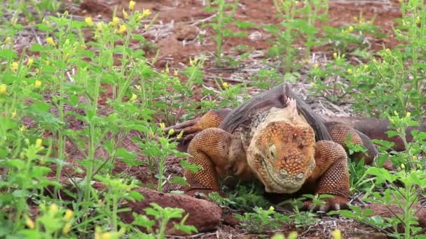 Galápagos Terra Iguana comendo flores (Conolophus subcristatus), na ilha Seymour do Norte, Parque Nacional de Galápagos, Equador — Vídeo de Stock