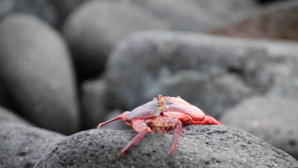 Саллі lightfoot краба (Grapsus grapsus) на острові архіпелагу, Галапагоські Національний парк, Еквадор — стокове відео