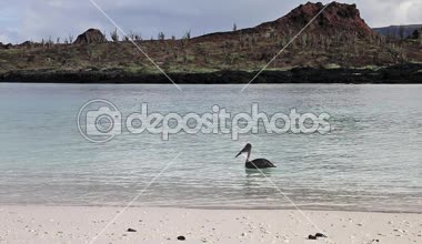 Kahverengi Pelikan Çin şapka beach Adası Galapagos Milli Parkı, Ekvator Yüzme