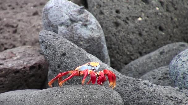 莎莉莱特富特蟹 (前爪前爪) 厄瓜多尔加拉帕戈国家公园北部西摩岛上 — 图库视频影像