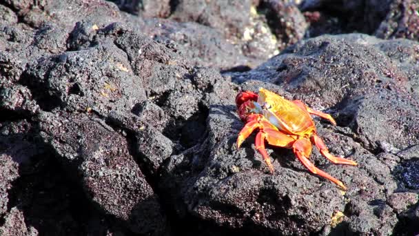 Granchio dal piede leggero (Grapsus grapsus) che si nutre di Cappello Cinese, Parco Nazionale delle Galapagos, Ecuador — Video Stock