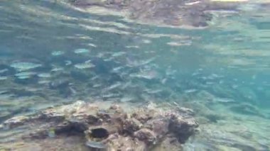 Galapagos Ulusal Parkı'nda siyah çizgili salema (Xenocys jessiae) küçük okul, Ekvador