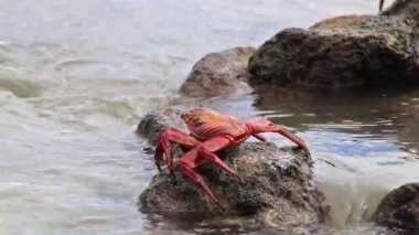 Sally lightfoot Yengeç Çin şapka adada, Galapagos Milli Parkı, Ekvador besleme (Grapsus grapsus)