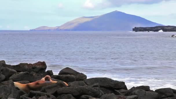 Lwów morskich Galapagos spoczywających na skałach na chińskiej wyspie Hat w parku narodowym Galapagos, Ekwador — Wideo stockowe