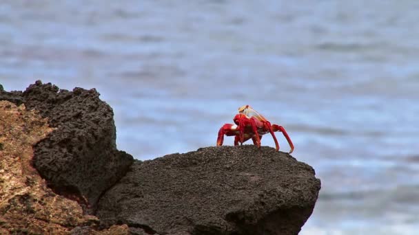 莎莉莱特富特蟹 （前爪前爪） 中国帽子岛，厄瓜多尔加拉帕戈国家公园 — 图库视频影像