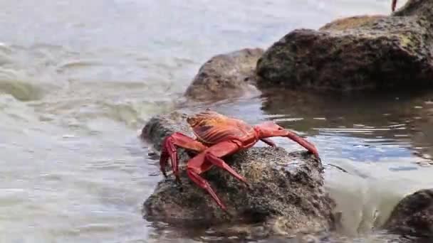 Sally lightfoot crab (Grapsus grapsus) alimentando-se da ilha do Chapéu Chinês, Parque Nacional de Galápagos, Equador — Vídeo de Stock