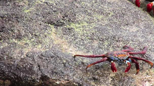 莎莉莱特富特蟹 （前爪前爪） 喂养在中国帽子岛、 厄瓜多尔加拉帕戈国家公园 — 图库视频影像