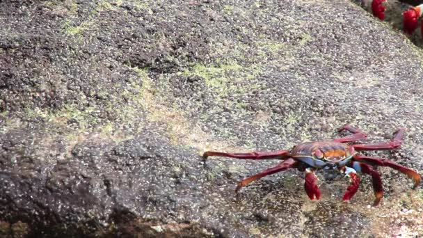 Crabe commun de Sally (Grapsus grapsus) se nourrissant sur l'île de Chinese Hat, parc national des Galapagos, Équateur 