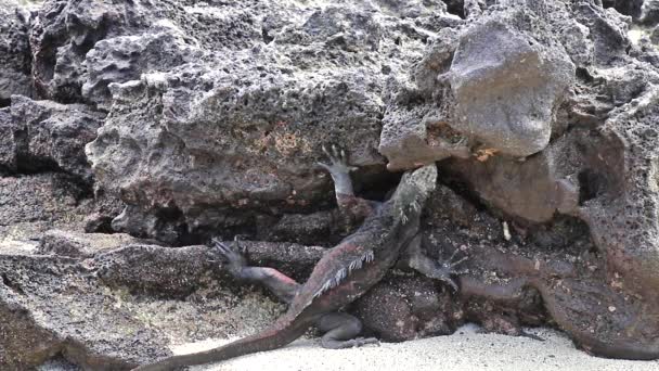 Iguana marine (Amblyrhynchus cristatus) se nourrissant sur l'île Chinese Hat, parc national des Galapagos, Équateur. Cet iguane ne se trouve que sur les îles Galapagos . — Video
