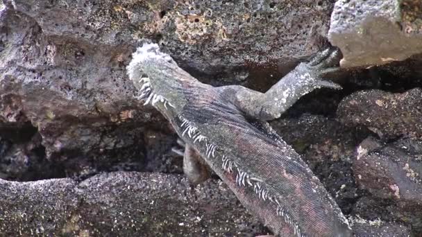 中国のハット島、ガラパゴス国立公園、エクアドルで餌を与えるマリンイグアナ(アンブリリンチュス)。ガラパゴス諸島でしか見つからないこのイグアナ. — ストック動画