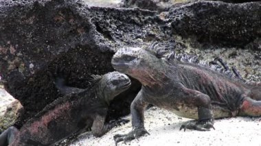 Deniz Iguanas (Amblyrhynchus cristatus) Çince Hat Island, Galapagos Milli Parkı, Ekvator. Yalnızca Galapagos adalarında buldum bu iguana.