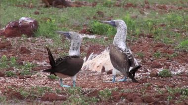 Mavi ayaklı Boobies Kuzey Seymour adada, Galapagos Milli Parkı, Ecuador (Sula nebouxii) çiftleşme