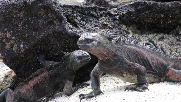 Marina leguaner (Amblyrhynchus cristatus) på kinesiska Hat island, Galapagos nationalpark, Ecuador. Detta iguana hittade bara på Galapagosöarna. — Stockvideo