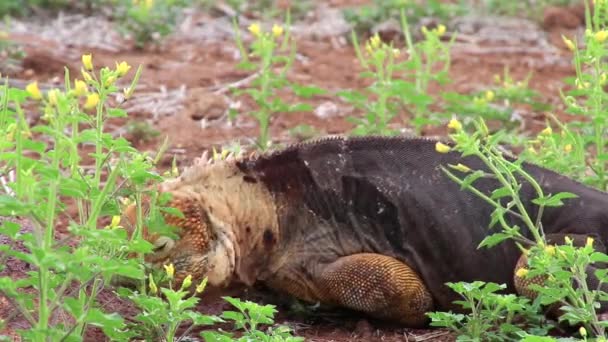 加拉帕戈土地鬣蜥吃花 (得到 subcristatus)，在北西摩岛上，厄瓜多尔加拉帕戈国家公园 — 图库视频影像