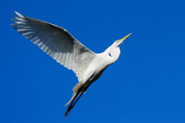 Uçan Akbalıkçıl (Ardea alba)