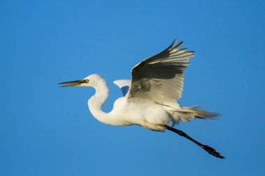 Uçan Akbalıkçıl (Ardea alba)