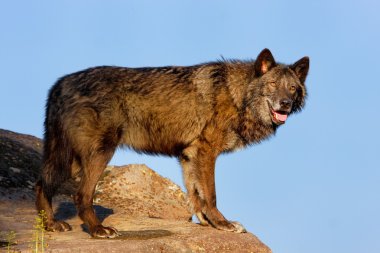 Gri Kurt (Canis lupus)