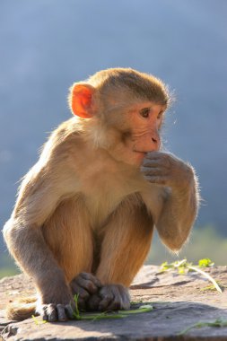 Jaipur, Rajasthan, Galta Tapınağı yakınında oturan rhesus makak ben