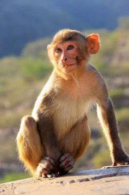 Jaipur, Rajasthan, Galta Tapınağı yakınında oturan rhesus makak ben