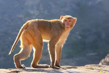 Jaipur Galta Tapınağı yakınında yürüyen Rhesus makak, Rajasthan, I
