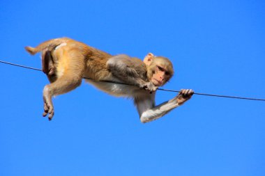 Jaipur, Ra tapınağında Galta yakınındaki bir tel üzerinde oynarken rhesus makak