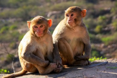 Jaipur Galta Tapınağı yakınında oturan Rhesus makak, Rajasthan, 