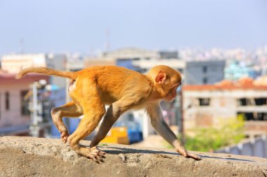 Jaipur, Rajasthan, Ind bir duvar üzerinde çalışan genç Rhesus makak