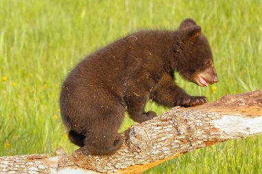 Bebek Amerikan kara ayısı