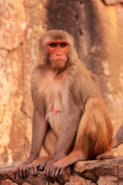 Jaipur, Rajasthan, Galta Tapınağı yakınında oturan rhesus makak ben