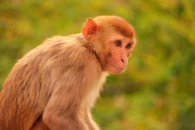 Jaipur, Rajasthan, Galta Tapınağı yakınında oturan rhesus makak ben