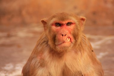 Galta Tapınağı yakınlarında oturan yaralı Rhesus makak portresi 