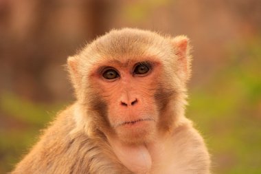 Rhesus Makakka Portresi (Macaca Mulatta)
