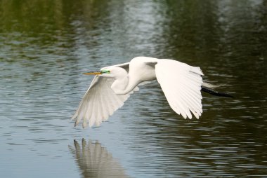 Uçan Akbalıkçıl (Ardea alba)