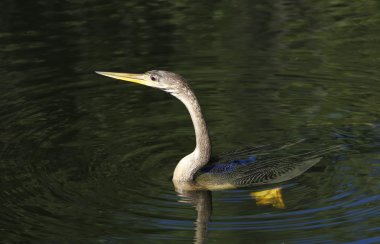 Anhinga nehirde yüzüyor