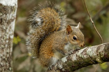 Doğu Gri Sincap (Sciurus carolinensis)
