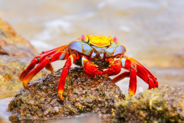 Sally lightfoot Yengeç Çin şapka Adası Galapagos Ulusal P
