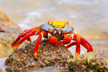 Sally lightfoot crab on Chinese Hat island, Galapagos National P clipart