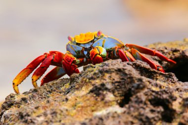 Sally lightfoot Yengeç Çin şapka adada, Galapagos Na besleme