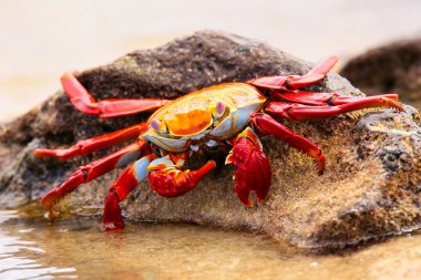Sally lightfoot Yengeç Çin şapka adada, Galapagos Na besleme