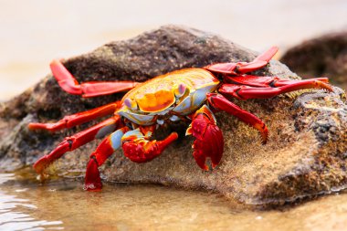 Sally lightfoot crab feeding on Chinese Hat island, Galapagos Na clipart