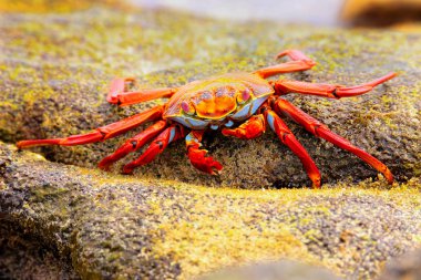 Sally lightfoot Yengeç Çin şapka adada, Galapagos Na besleme